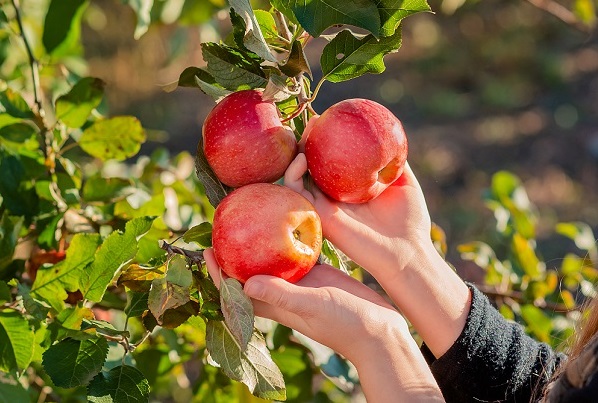 3 rode, rijpe appels aan de boom, iemand die ze plukt